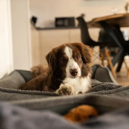 Chalet Le Terrier, Cosy, Jardin Cloture, Chiens Bienvenus Hastiere-par-dela